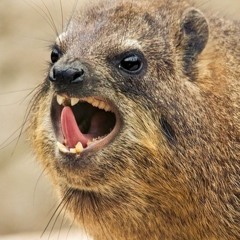 MAYLAY - HYRAX TRACK (FREE DL)