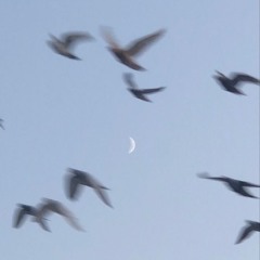 Aaron Reddick - I Need You So Much