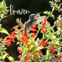 Brazen