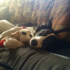 Порез на Собаке — Дождь по крышам