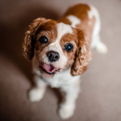 Puppy eyes
