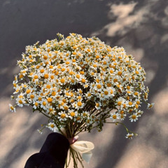 daisies flip