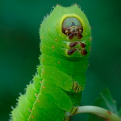 Kush Sessions Vol.63