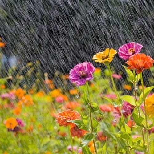 My Rainy Day Love ( J.J. Terrell & Roy Roy )