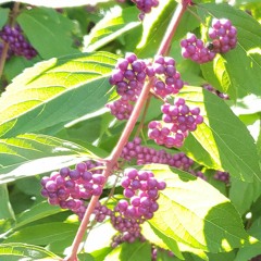 I Miss You (Prod. by Ta-ku)