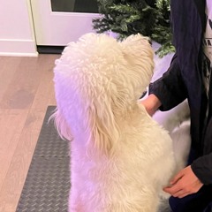 Asian Christmas Intrumental