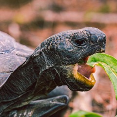 First Bite