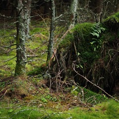 Glen Doll Forest, Scotland