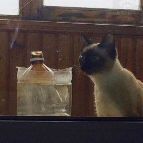 Back 2 Trap Freestyle (prod. by Mezhich)