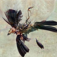 Corvus Granula