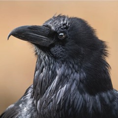 Blackbird (Reharmonize)