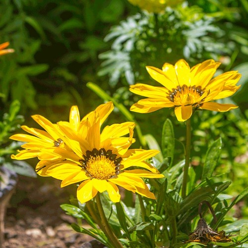 Solar Chamomile