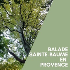 Mix Foret Sainte - Baume en Provence
