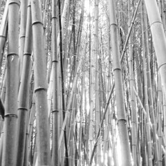 Zen reveil