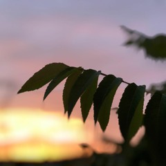 Calvin Harris x Boombox Cartel - Sweet Nothing x Maquina (Leaves Mashup)