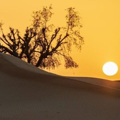 Dune Walker