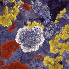 Hymnal Transmission Live