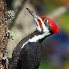 Pileated Woodpecker Pecking Sounds | Chattooga River [Sony D100 Recording]