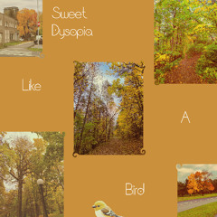 Like a Bird (better version)