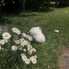 Surah Ali-Imran 198 | Yasser Al-Dossari