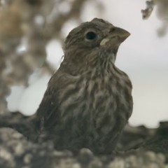 FLEDGLiNG