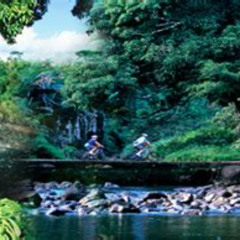 Review Special Price Polynesian Cultural Carving Experience In Holualoa