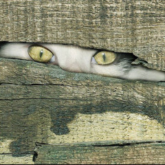 щель (prod slxdr)