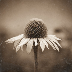 Rediscovered Species