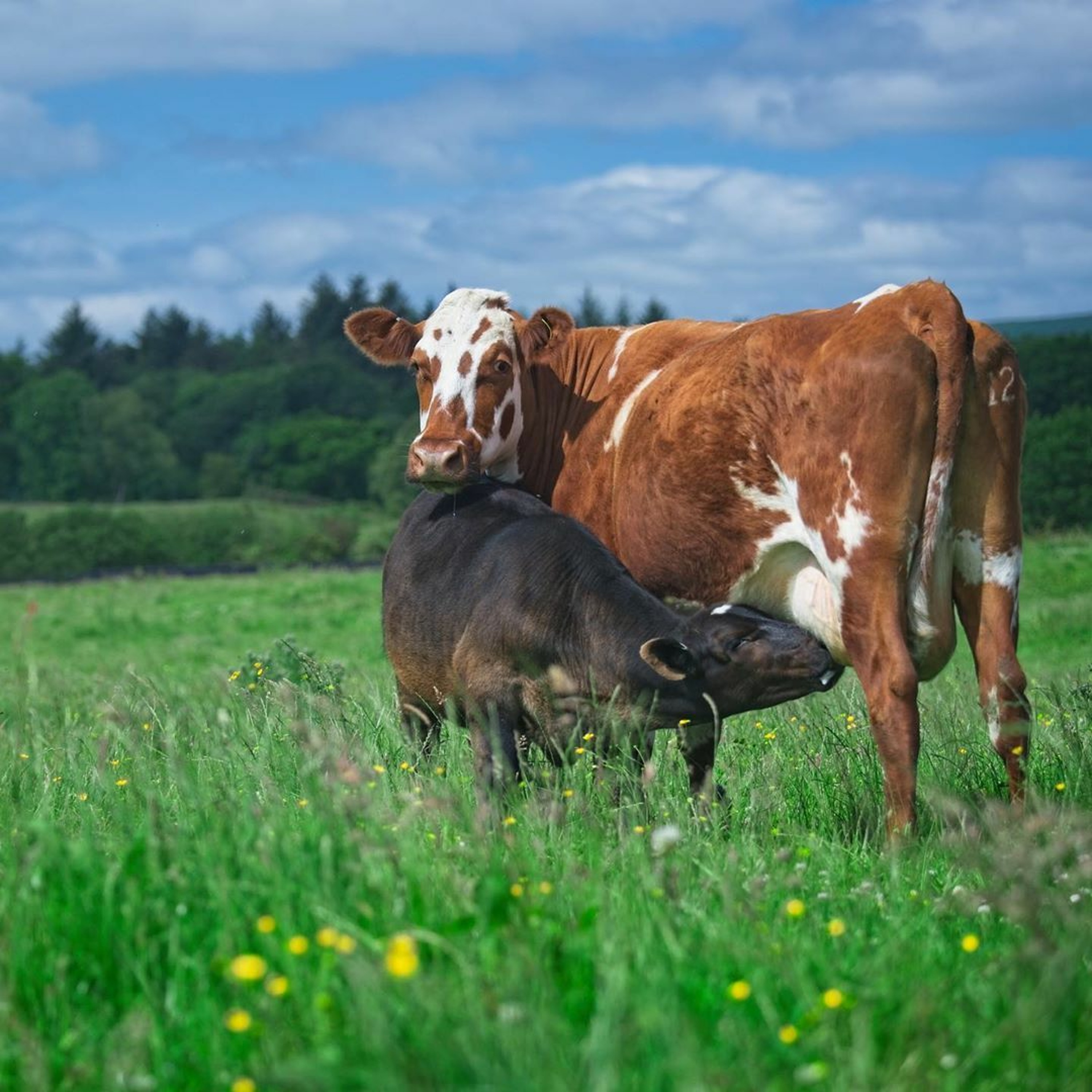 Farmerama
