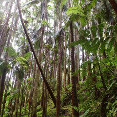 Rainforest recording at sunset · Relaxing Sounds from The Light Garden Hawaii