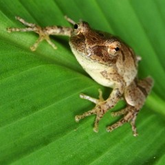 Peepers, for saxophone quartet