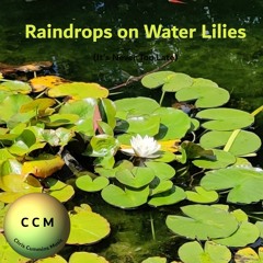 Raindrops On Water Lilies