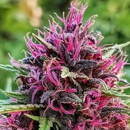 A Seed To Grow