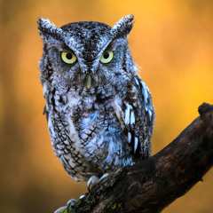 Mstep - Olw-s Lament