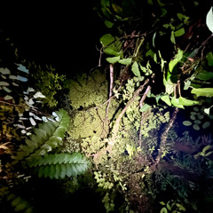 Tesoro - Night  in a stream