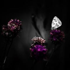 the last butterfly