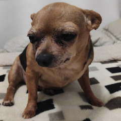 Pular na Cama by The Donas