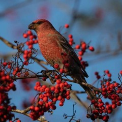 Pine grosbeak