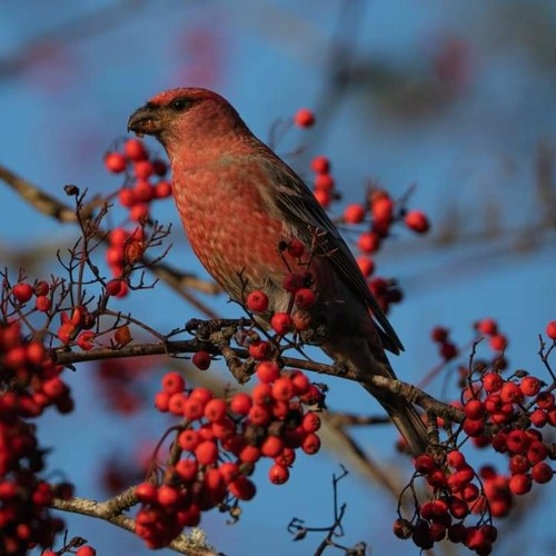 Pine grosbeak