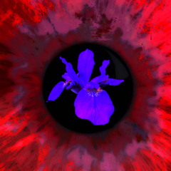iris (cover)