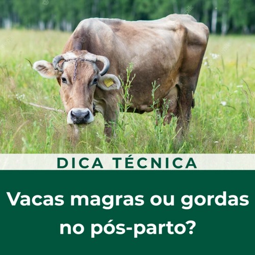 DICA TÉCNICA: Vacas magras ou gordas no pós-parto?