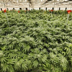 Jah Provides (a Thesis Distraction)