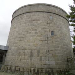 looking glass insects