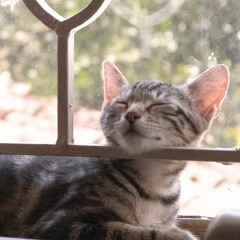 Rocky Mountain Melody