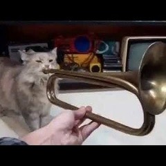 Cat playing Trumpet (1 hour)