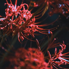 Vong Xuyên Bỉ Ngạn Remix