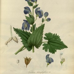 HK_Fantaisies_tracks_84