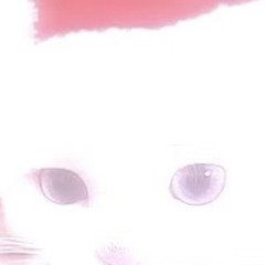 whitedream(yungspoiler)