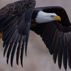 Eagles