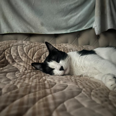 la vida sin amor y el amor sin vida